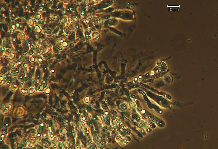 Ritrovamenti (Leucogyrophana mollusca?)